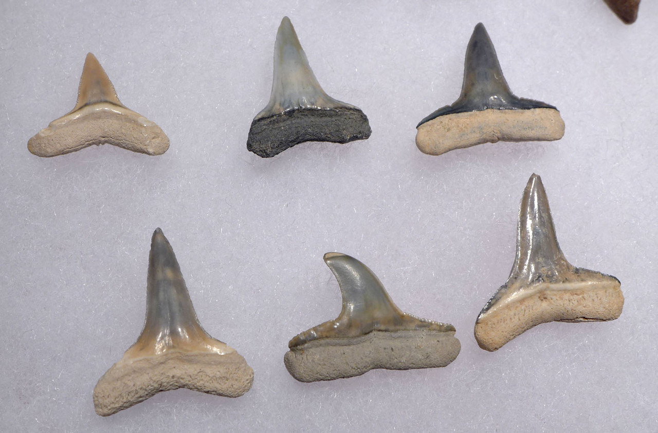 SHARK FISH AND MAMMAL TEETH FOSSILS FROM THE FAMOUS BONE VALLEY FORMATION *SHX084