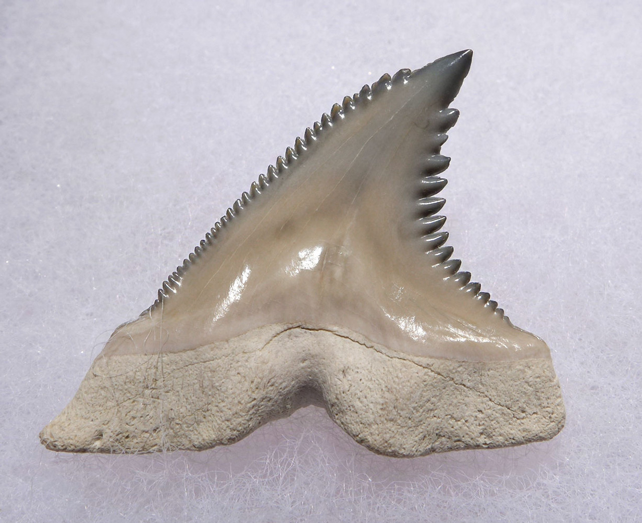 FINEST BONE VALLEY BABY BLUE AND WHITE FOSSIL HEMIPRISTIS SNAGGLETOOTH SHARK TOOTH  *SHX083