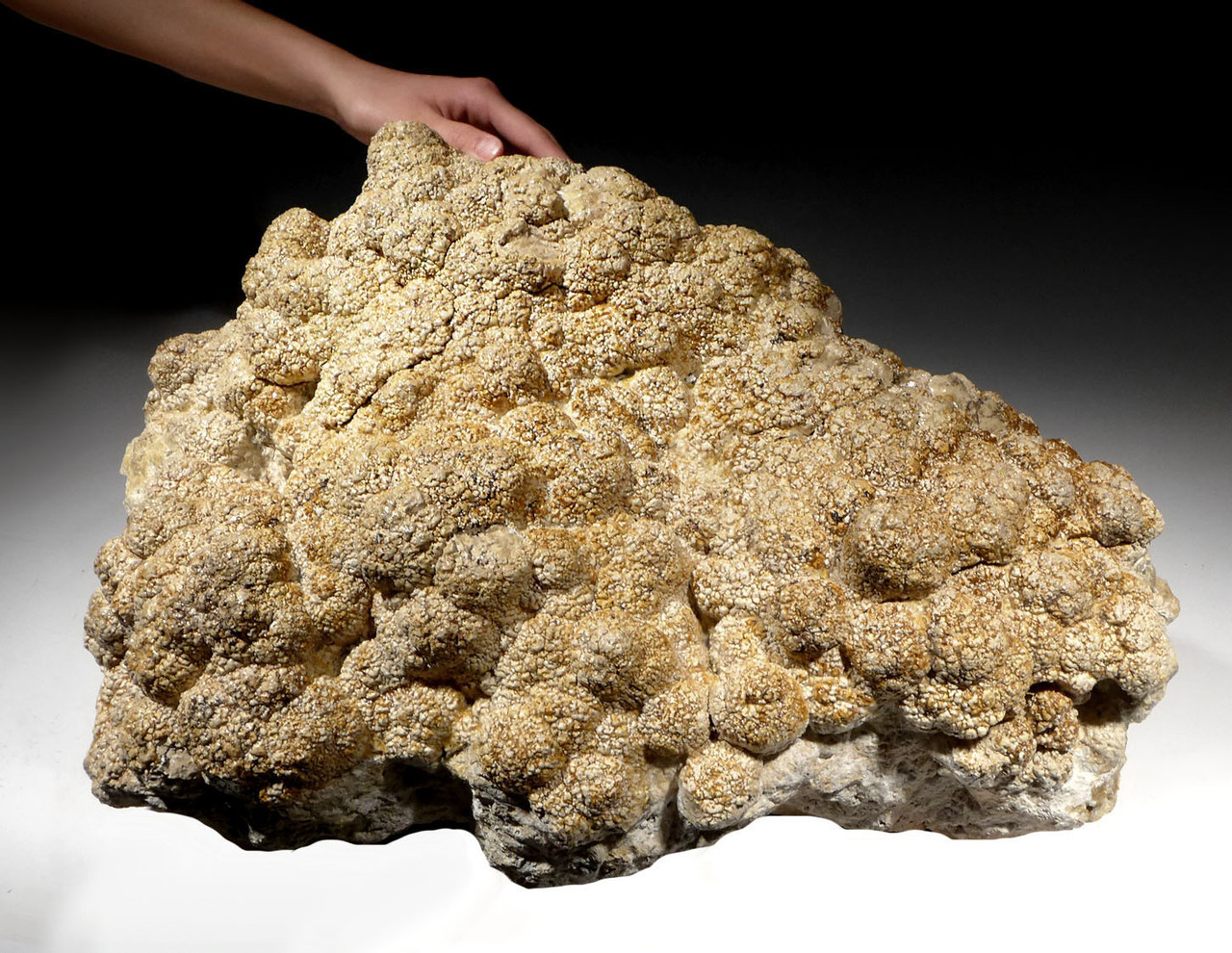 LARGEST MUSEUM CLASS OLIGOCENE STROMATOLITE FOSSIL CYANOBACTERIA COLONY FROM A PREHISTORIC LAKE  *STX990