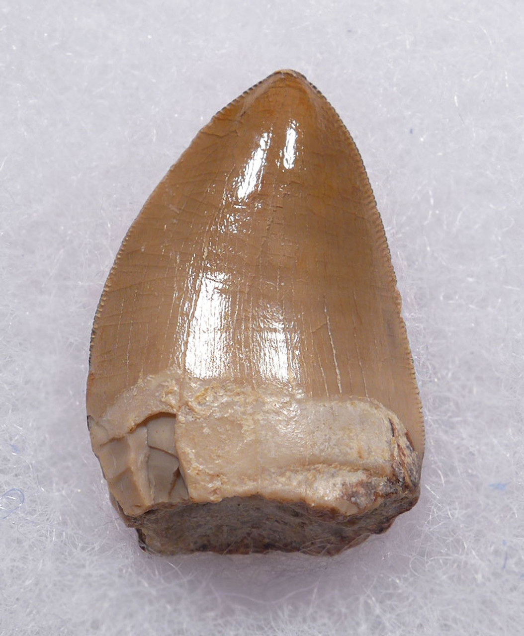 VERY LARGE RUTIODON PHYTOSAUR TOOTH FROM TRIASSIC PETRIFIED FOREST FORMATION  *DT12-223