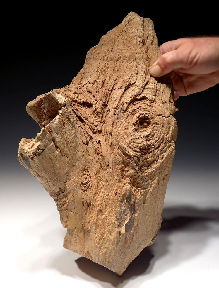 EXTREMELY RARE LIFELIKE PETRIFIED TREE LOG WITH KNOTS FROM THE