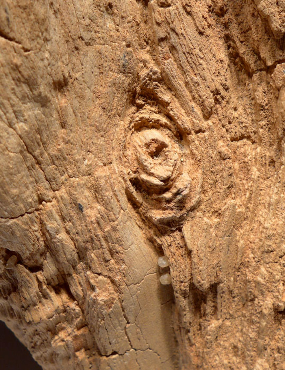 EXTREMELY RARE LIFELIKE PETRIFIED TREE LOG WITH KNOTS FROM THE SAHARA DESERT *PW001