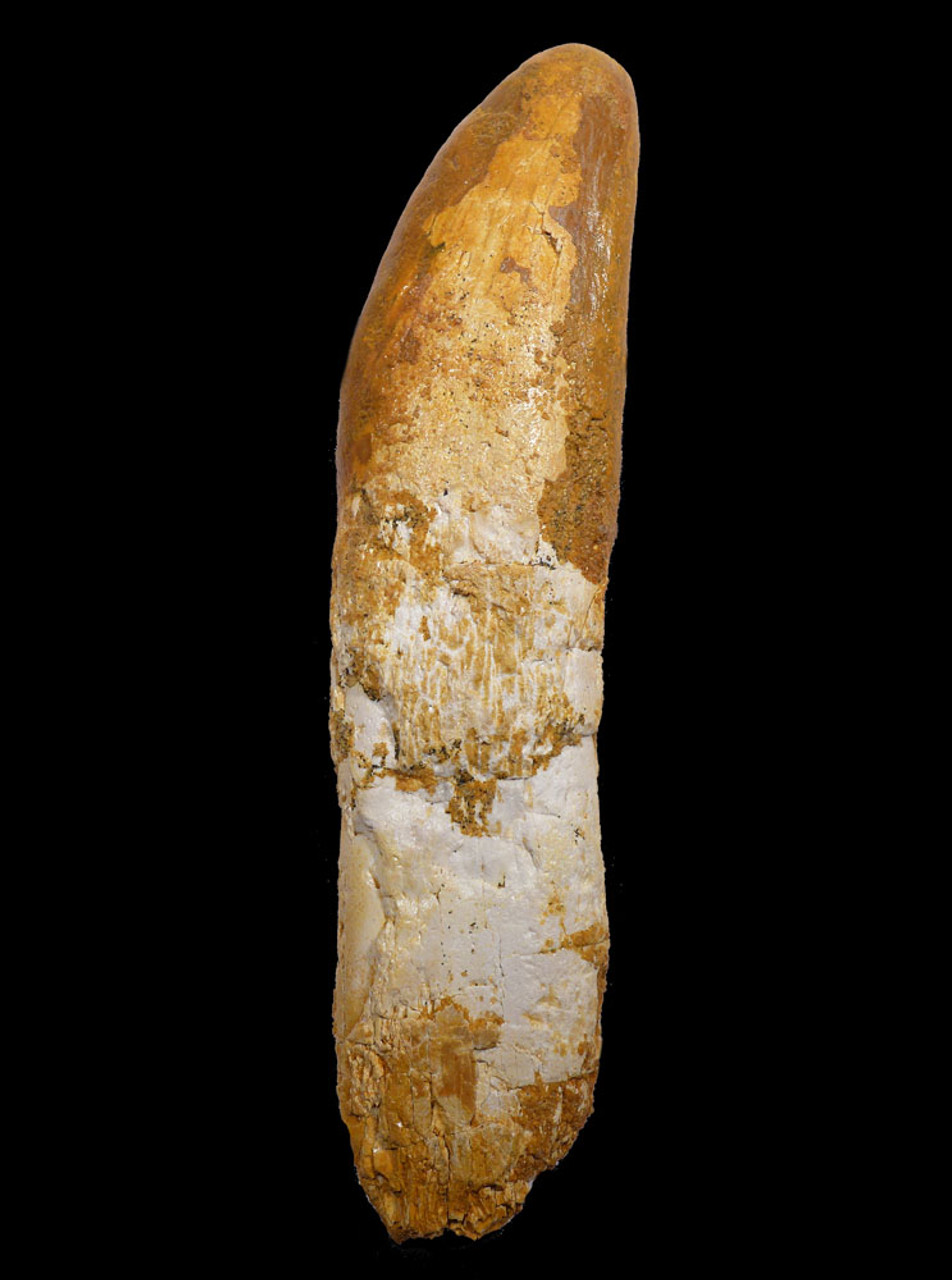 GIANT ROOTED FOSSIL CARCHARODONTOSAURUS  DINOSAUR TOOTH WITH ORIGINAL ROOT  *DT2-118