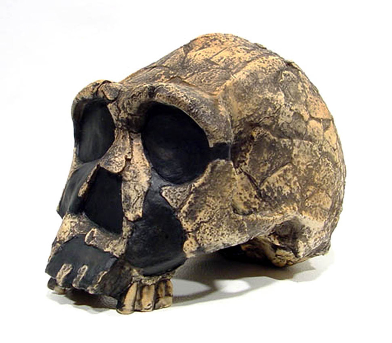 REPLICA HOMO ERGASTER SKULL CRANIUM KNM-ER 3733 OF ACHEULEAN