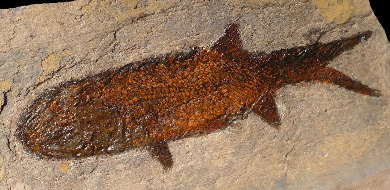 SPECTACULAR LARGE PERMIAN FISH FOSSIL PARAMBLYPTERUS FROM BEFORE THE DINOSAURS *F144