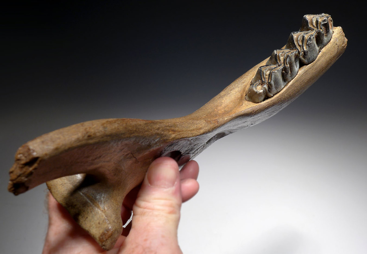 FOSSIL MEGALOCEROS GIANT DEER JAW WITH TEETH FROM A PREHISTORIC IRISH ELK  *LMX248