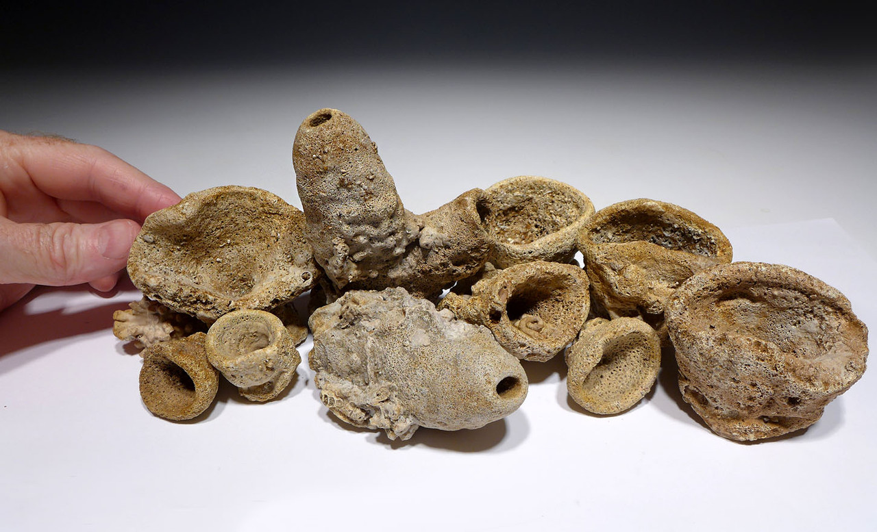 FOSSIL CRETACEOUS SEA SPONGE COLLECTION FROM FARINDGON ENGLAND OF THE DINOSAUR DAYS  *SP455