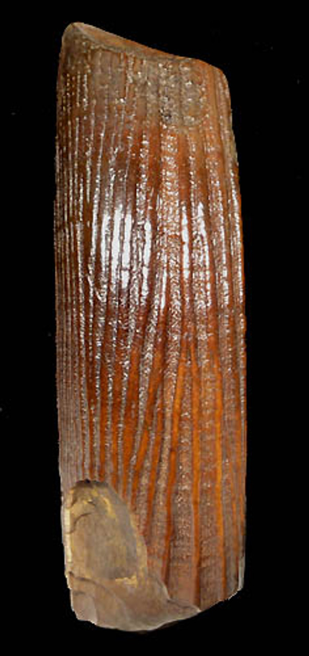 LARGE BEAUTIFUL DARK ORANGE FOSSIL INCISOR TUSK OF A GIANT BEAVER  *LM13-017