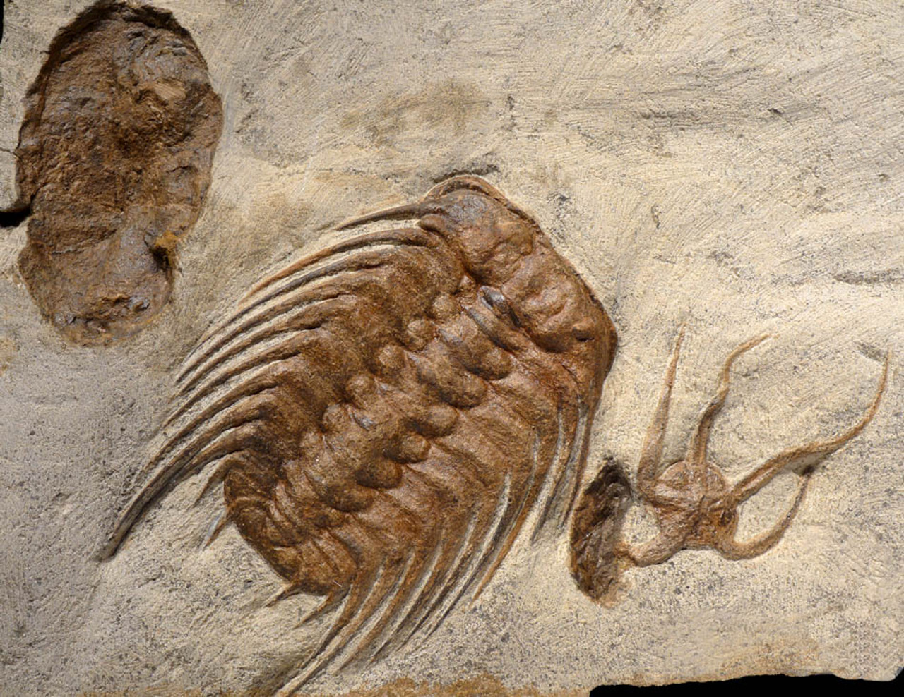 NATURAL ORDOVICIAN OCEAN LIFE FOSSIL WITH LARGE SELENOPELTIS TRILOBITE, STARFISH AND BIVALVE *TRX272