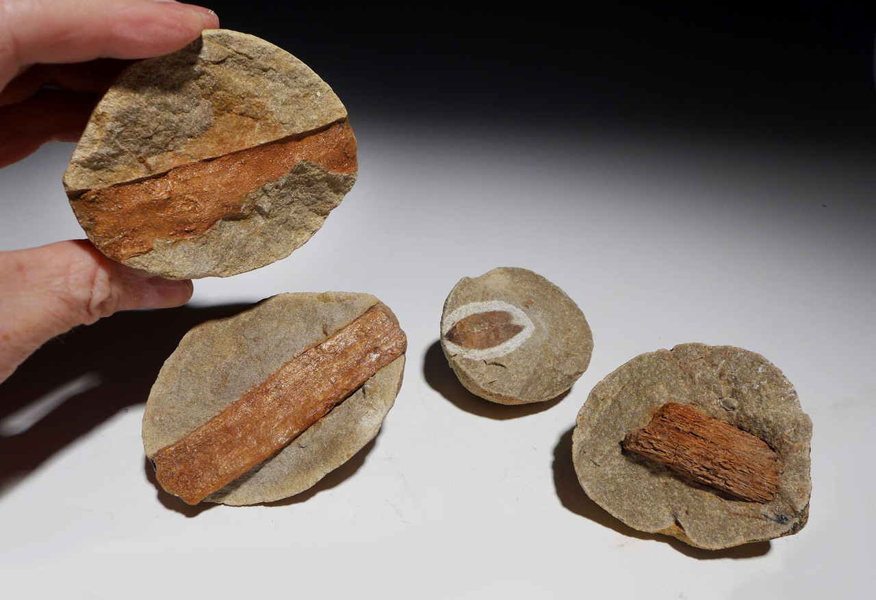 THREE FOSSIL OLIGOCENE LEAF AND PETRIFIED WOOD IN STEINHARDT PEA CONCRETIONS FROM BAD KREUZNACH GERMANY   *PL185