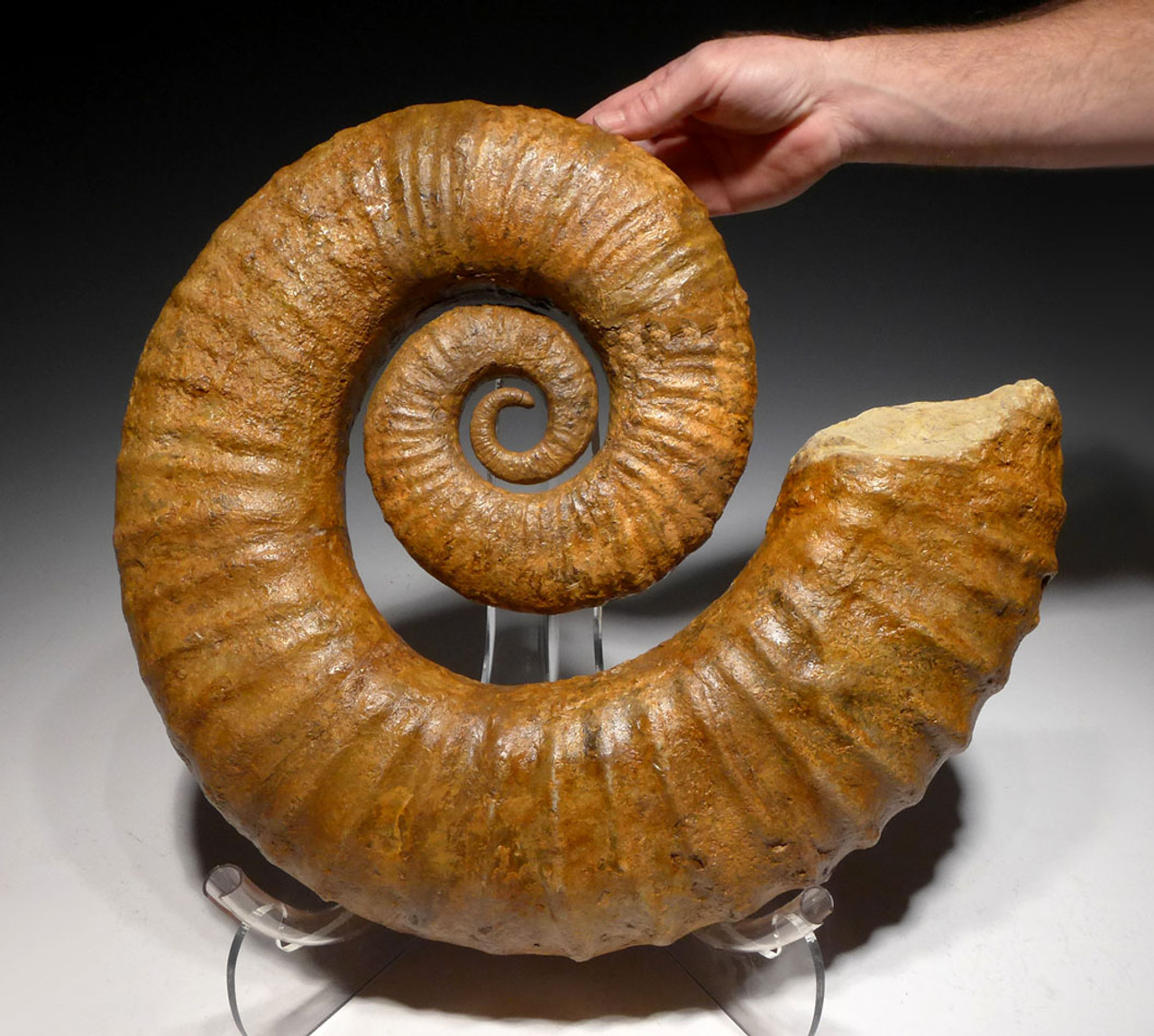 INTERIOR DESIGN FOSSIL GIANT HETEROMORPH AMMONITE FROM THE DAYS OF THE DINOSAURS *AMX370