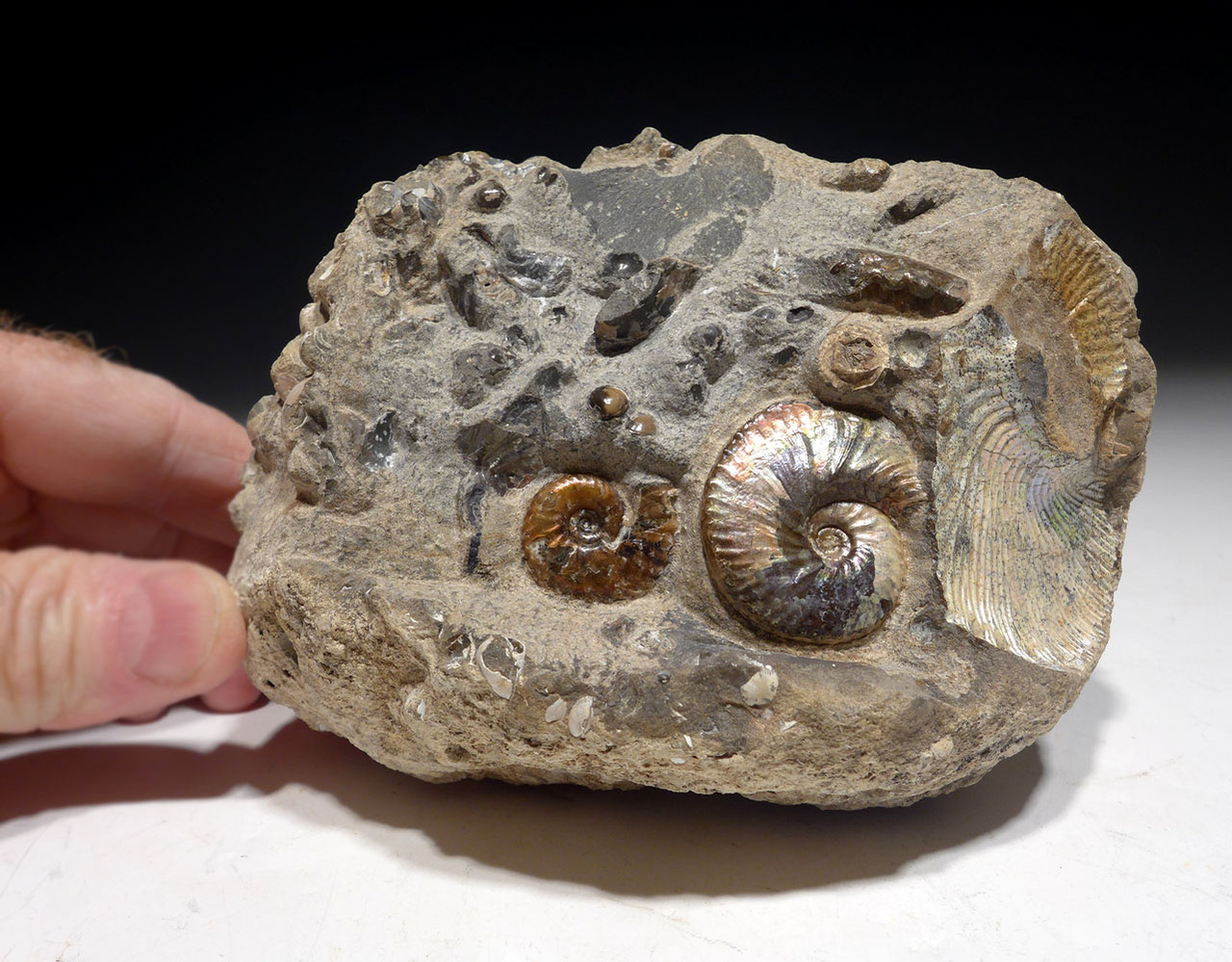 RARE COLORFUL IRIDESCENT AMMONITES SCAPHITES AND DISCOSCAPHITES FOSSILS  WITH GEM COLORS FROM FOX HILLS *AMX401