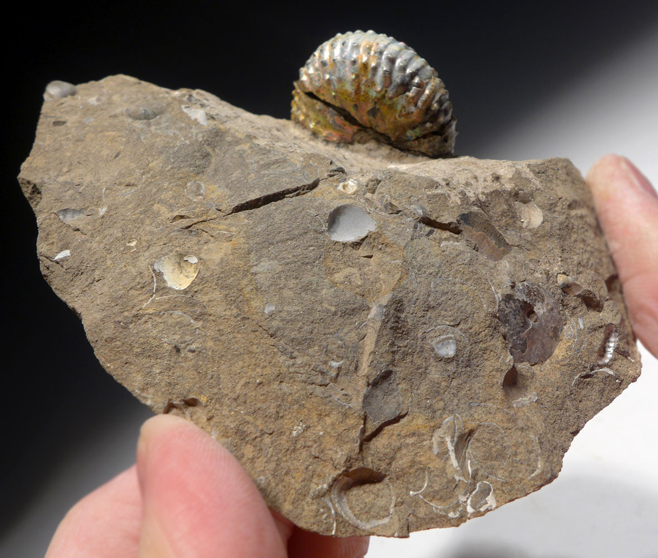 RARE COLORFUL IRIDESCENT AMMONITE DISCOSCAPHITES FOSSIL FROM THE FOX HILLS FORMATION   *AMX402