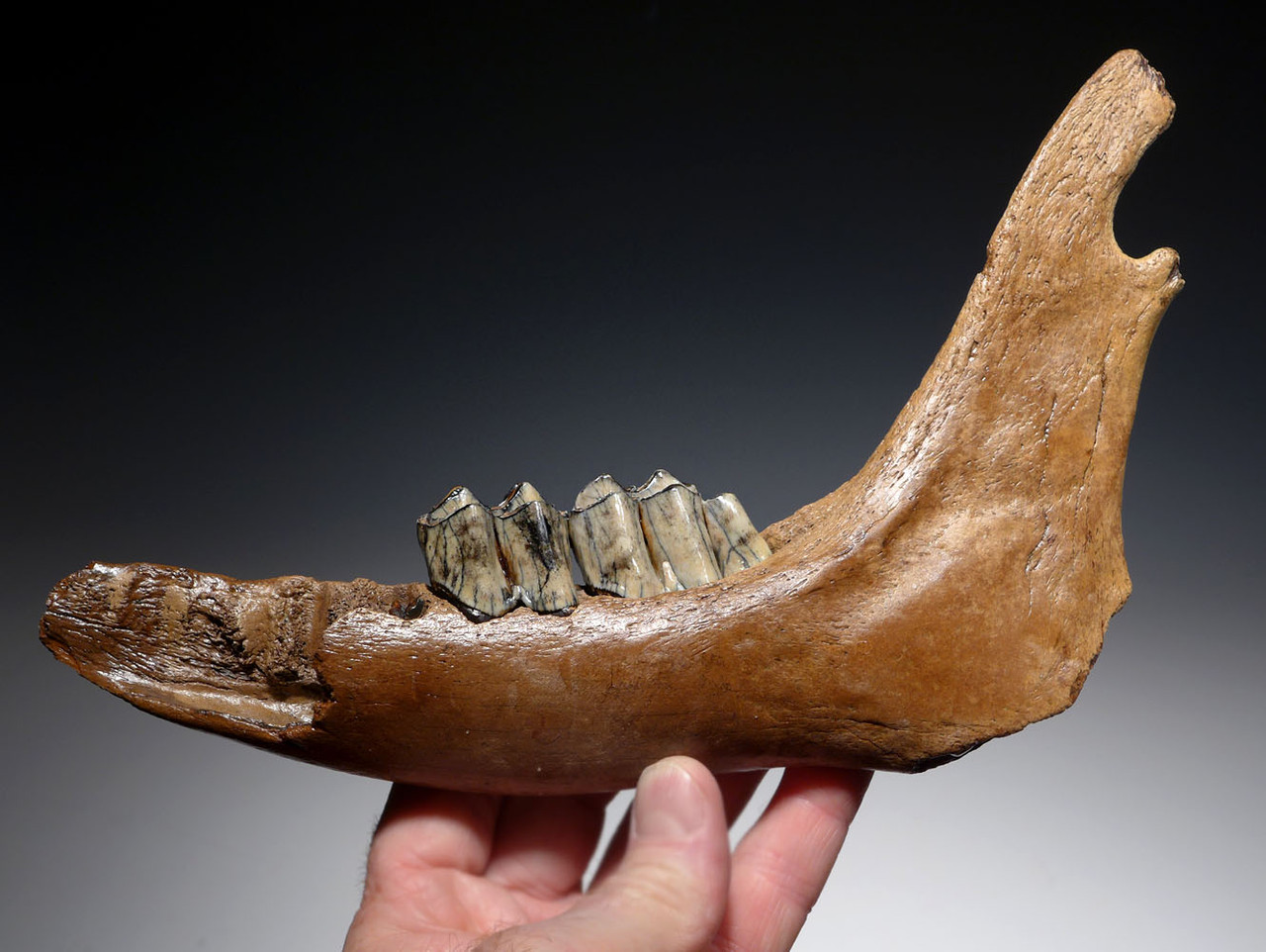 FOSSIL GIANT DEER MEGALOCEROS JAW WITH TEETH FROM A PREHISTORIC IRISH ELK  *LMX266