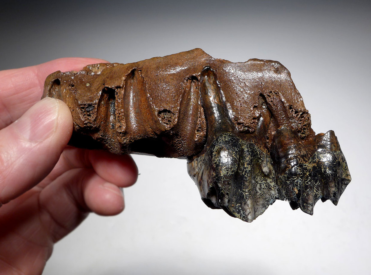 GIANT DEER MEGALOCEROS FOSSIL PARTIAL MAXILLA WITH INCREDIBLY COLORFUL TEETH FROM A PREHISTORIC IRISH ELK  *LMX267