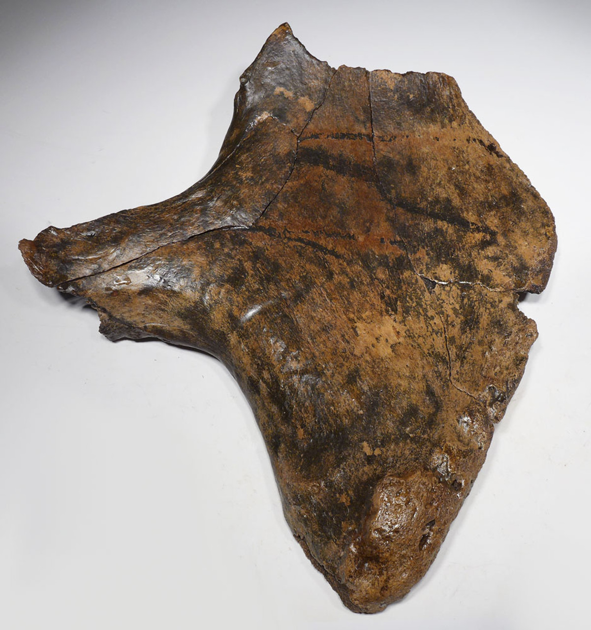 FOSSIL PELVIS OF A PREHISTORIC WOOLLY RHINOCEROS FROM GERMANY  *LMX272