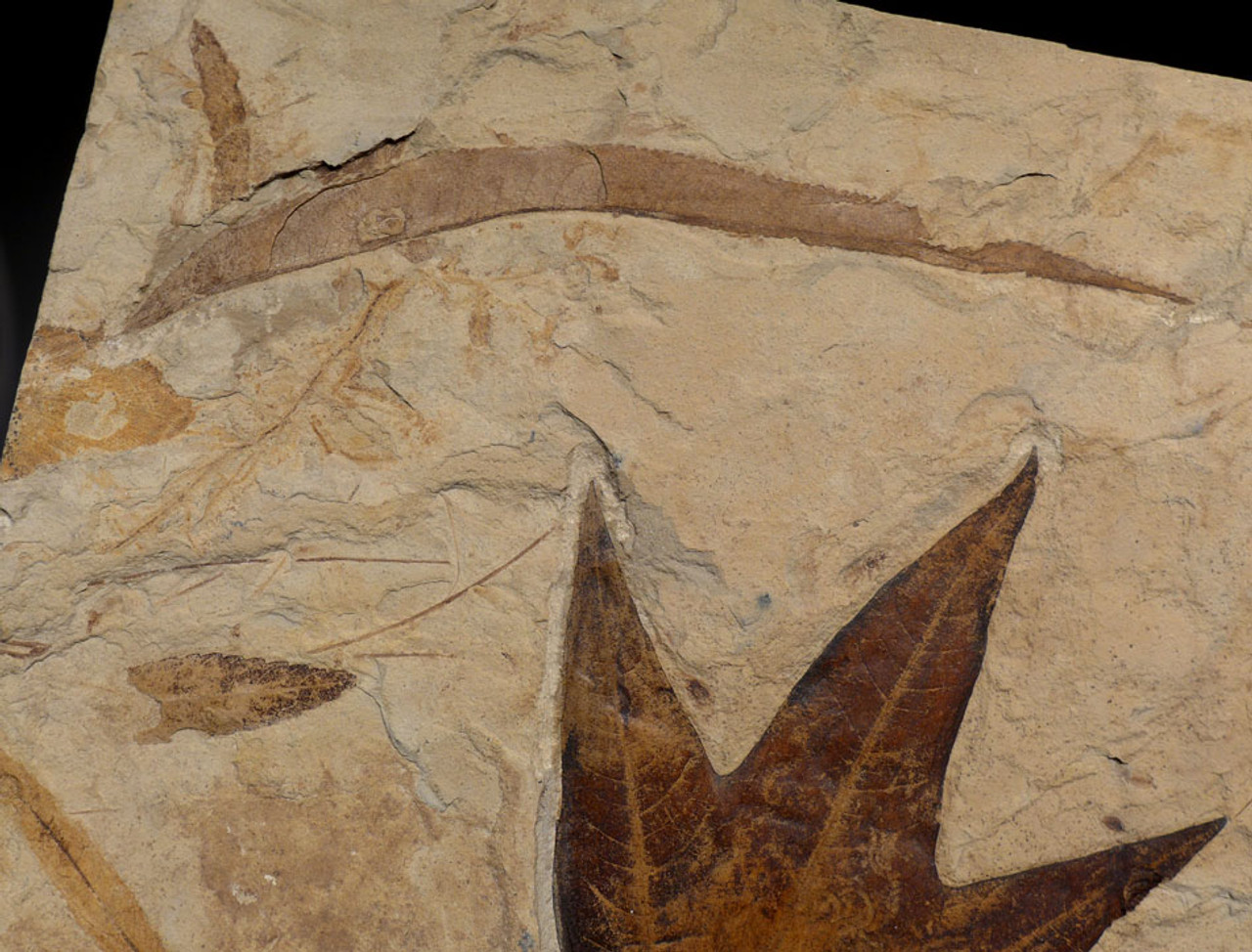 PL084 - SPECTACULAR LARGE FOSSIL SLAB WITH EOCENE FEATHER AND ASSOCIATED LEAF FOSSILS FROM THE GREEN RIVER FORMATION