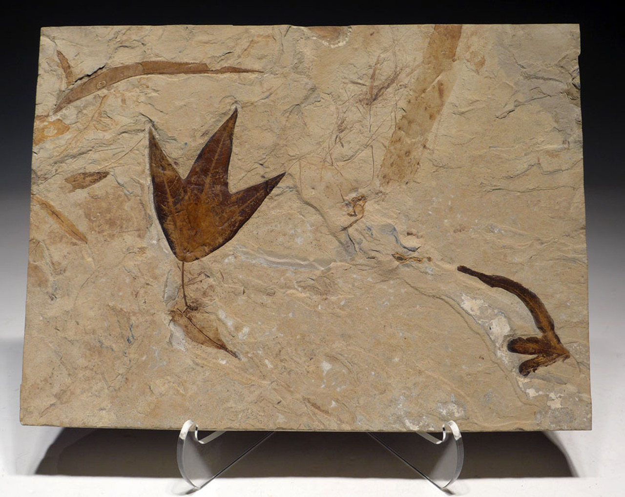 PL084 - SPECTACULAR LARGE FOSSIL SLAB WITH EOCENE FEATHER AND ASSOCIATED LEAF FOSSILS FROM THE GREEN RIVER FORMATION