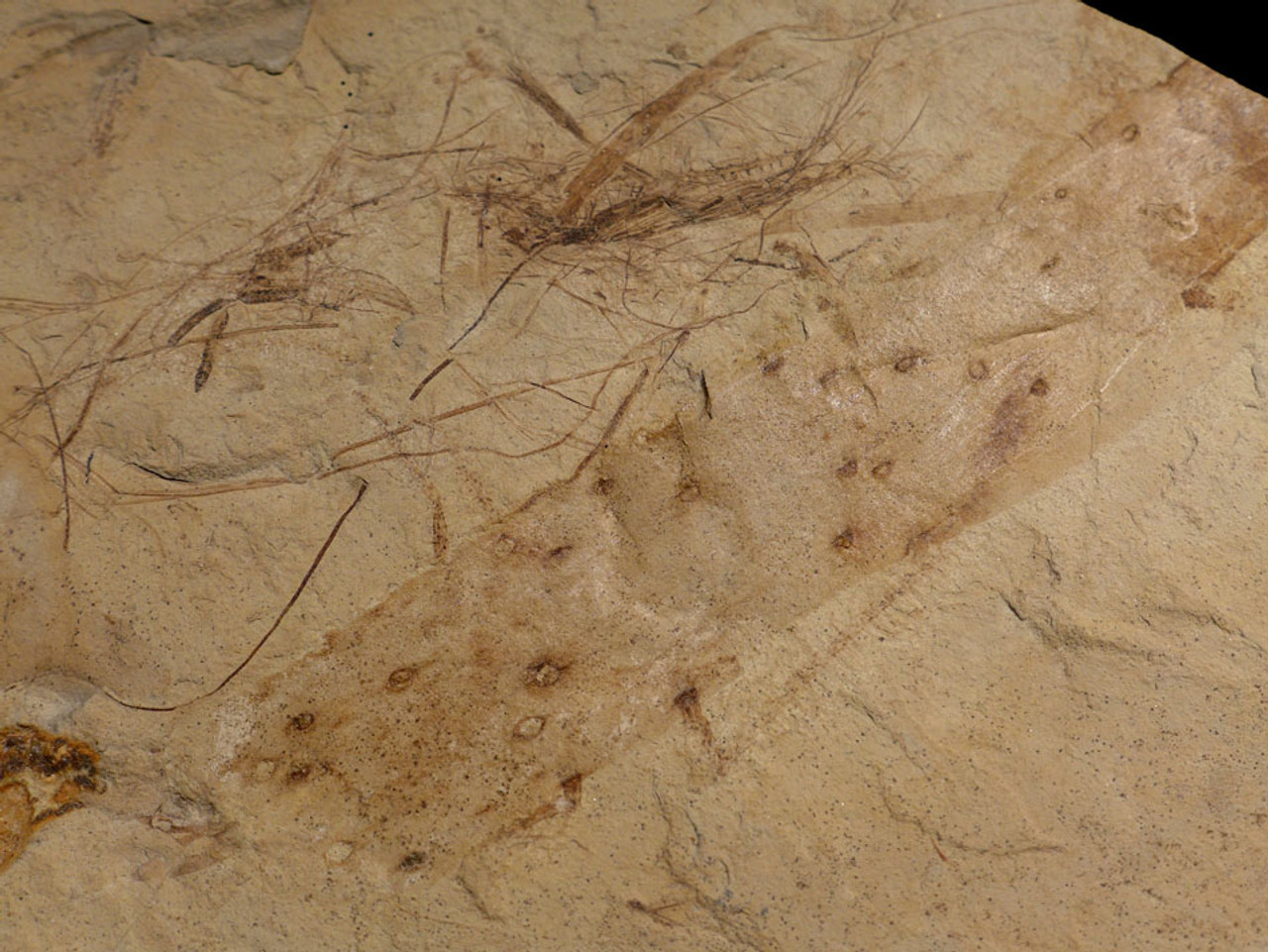 PL084 - SPECTACULAR LARGE FOSSIL SLAB WITH EOCENE FEATHER AND ASSOCIATED LEAF FOSSILS FROM THE GREEN RIVER FORMATION