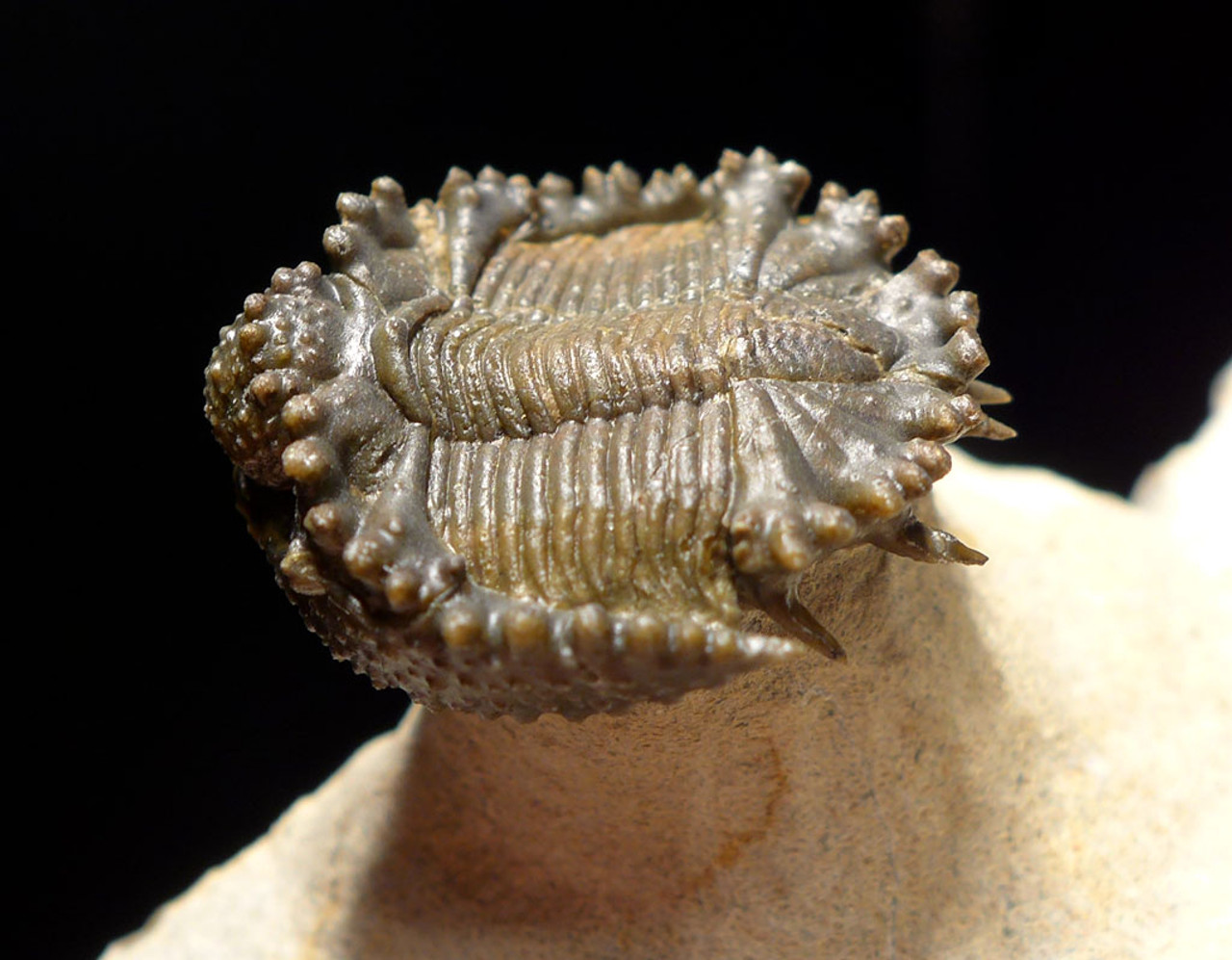 RARE SUPREME QUALITY AKANTHARGES SPINY REEF TRILOBITE *TRZX001
