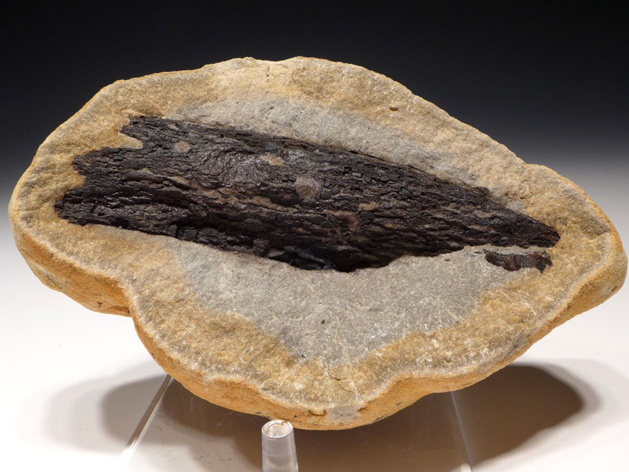 PL091 - RARE SIZE AND COLOR   LARGE FOSSIL WOOD IN CONCRETION FROM THE OLIGOCENE OF BAD KREUZNACH GERMANY