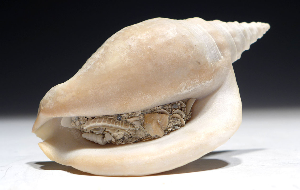 FINEST FOSSIL CONCH SEA SNAIL SHELL FROM A PREHISTORIC STROMBUS GASTROPOD WITH MATRIX INSIDE   *GAP2