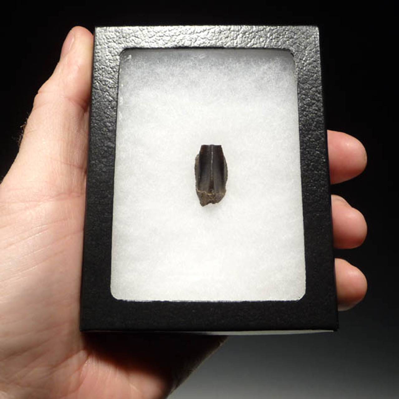 EDMONTOSAURUS HADROSAUR FOSSIL DINOSAUR TOOTH  *DT7-012