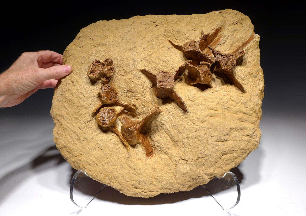 Prehistoric Dolphin Fossil Vertebrae From The Miocene Megalodon Shark Days Pin222 Time Vault Gallery About 240 million years ago, a massive marine reptile swallowed another, slightly less massive reptile and died shortly thereafter. prehistoric dolphin fossil vertebrae from the miocene megalodon shark days pin222