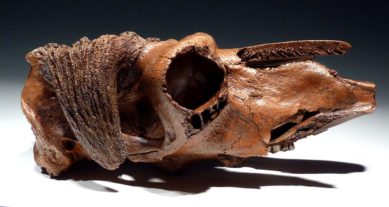 IMMEASURABLY RARE ICE AGE FOSSIL MUSKOX SKULL FROM AN ALASKAN GOLD