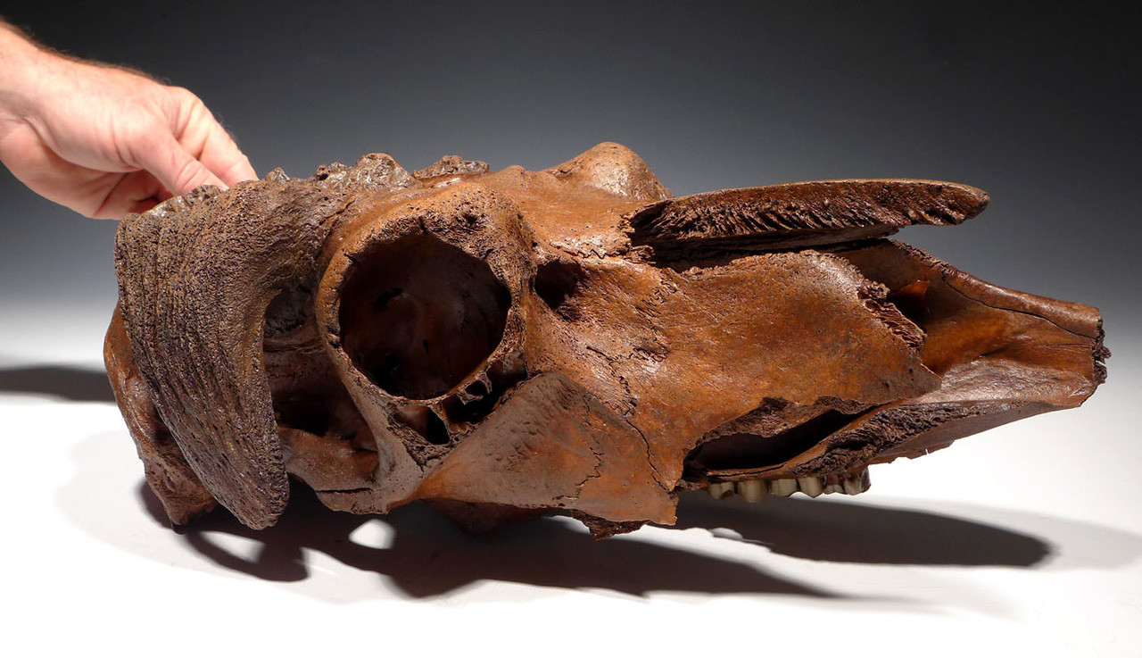 IMMEASURABLY RARE ICE AGE FOSSIL MUSKOX SKULL FROM AN ALASKAN GOLD
