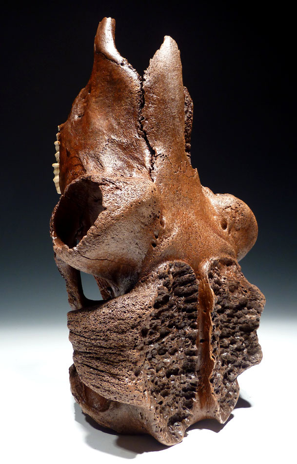 IMMEASURABLY RARE ICE AGE FOSSIL MUSKOX SKULL FROM AN ALASKAN GOLD