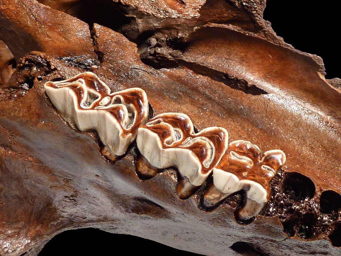 IMMEASURABLY RARE ICE AGE FOSSIL MUSKOX SKULL FROM AN ALASKAN GOLD