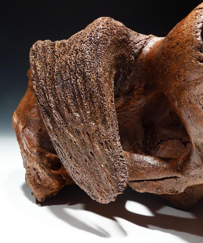 IMMEASURABLY RARE ICE AGE FOSSIL MUSKOX SKULL FROM AN ALASKAN GOLD