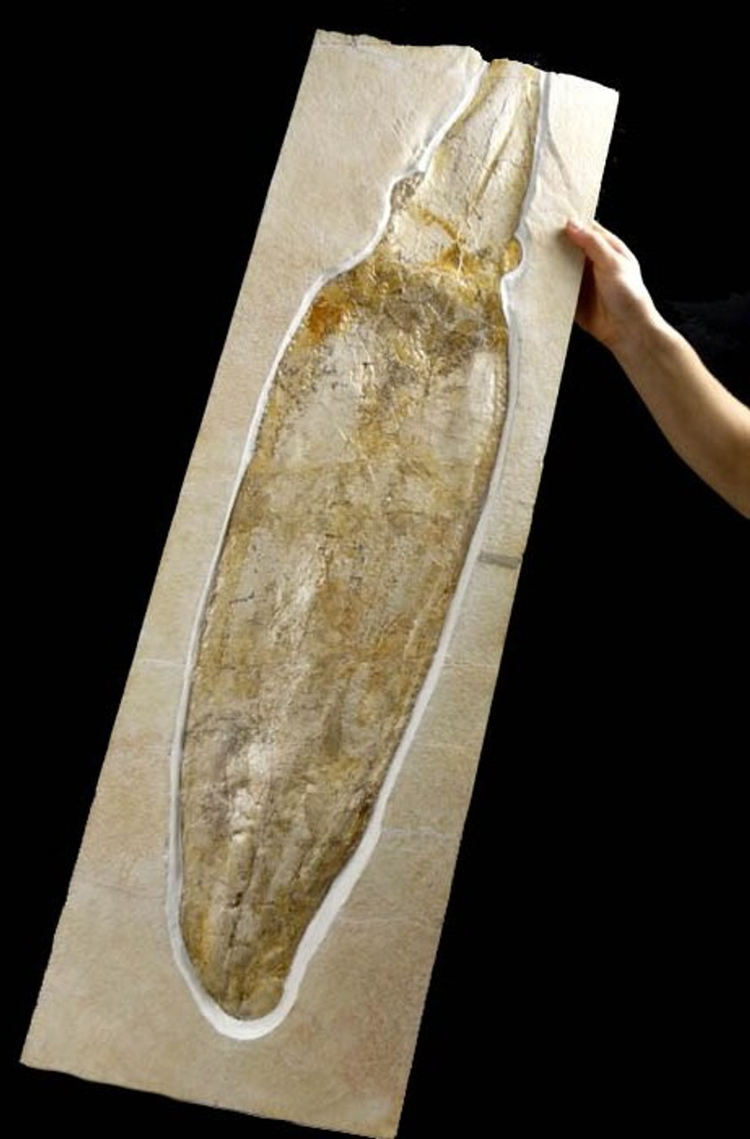 RARE GIANT JURASSIC FOSSIL SQUID WITH 3D PRESERVATION  *SQ005