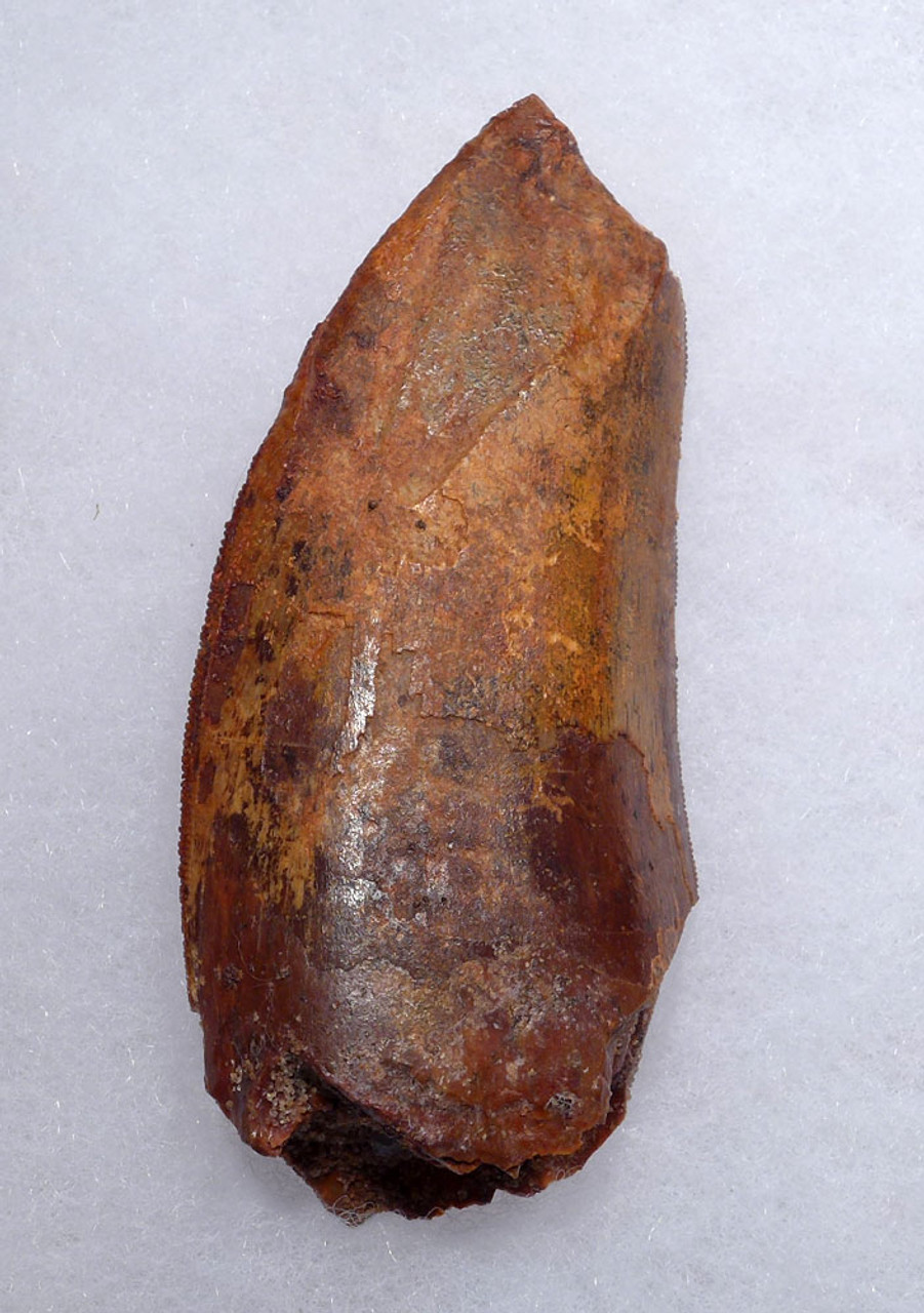 CARCHARODONTOSAURUS TOOTH