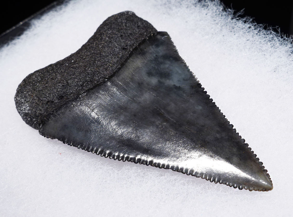 INVESTMENT GRADE 2.3 INCH LARGE FOSSIL GREAT WHITE SHARK TOOTH