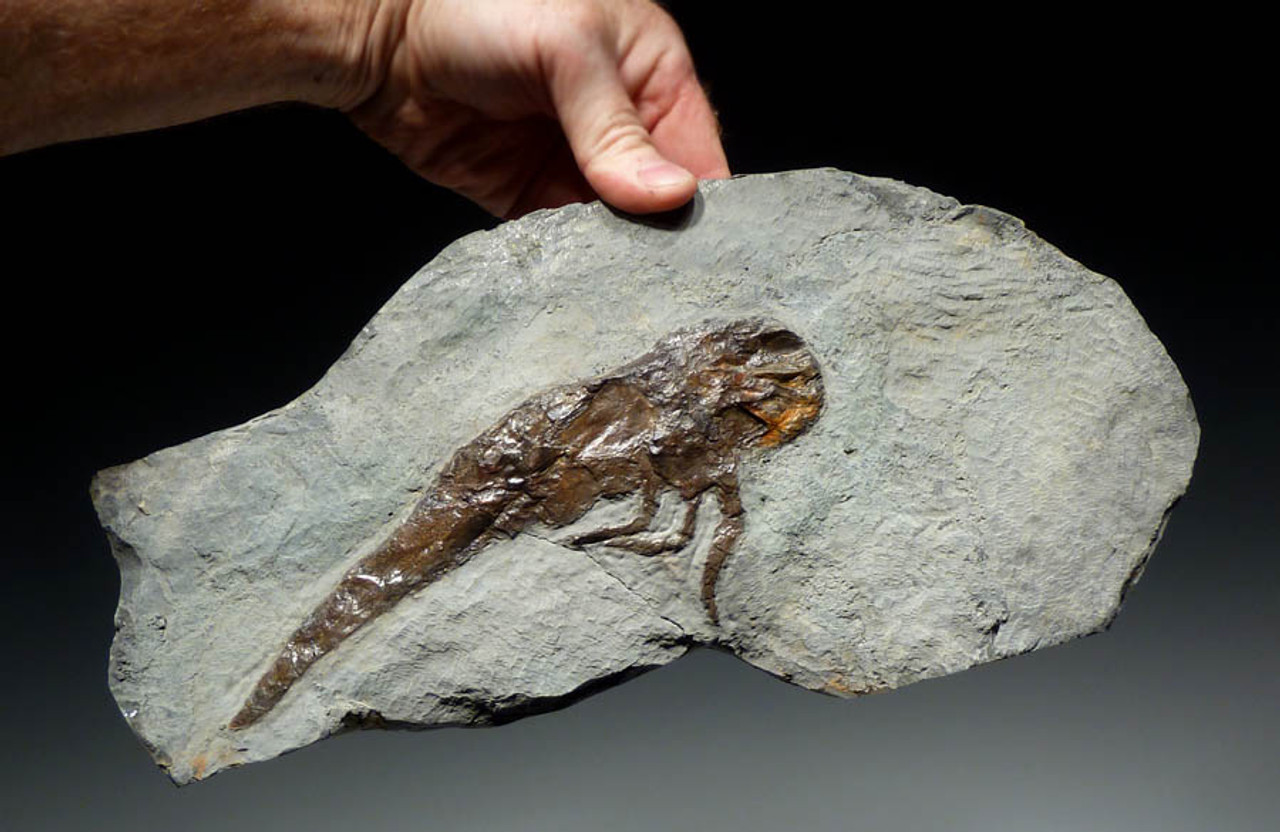 giant sea scorpion fossil