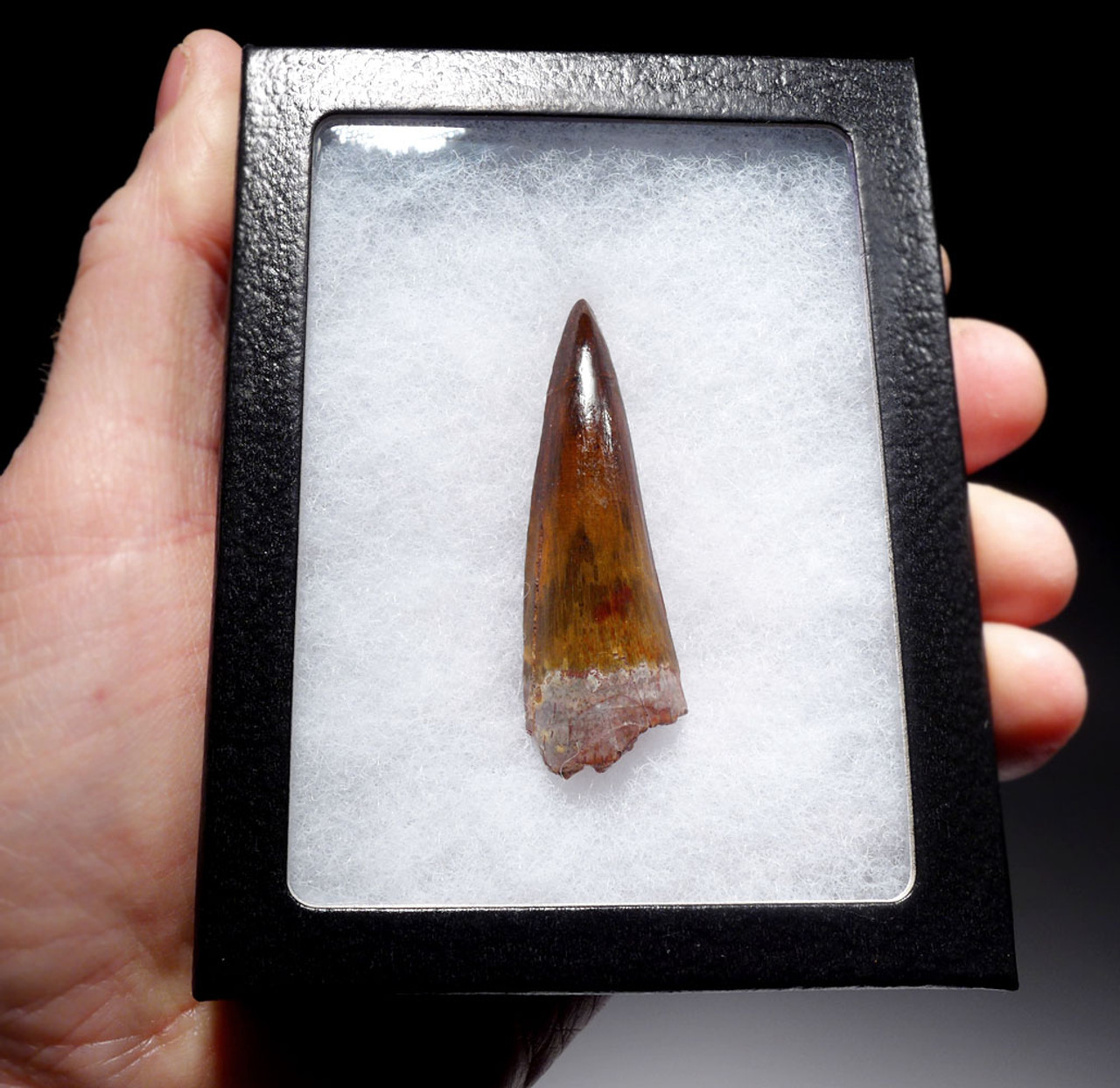 INCREDIBLE FINEST 2.25 INCH SPINOSAURUS DINOSAUR FOSSIL TOOTH  *DT5-506