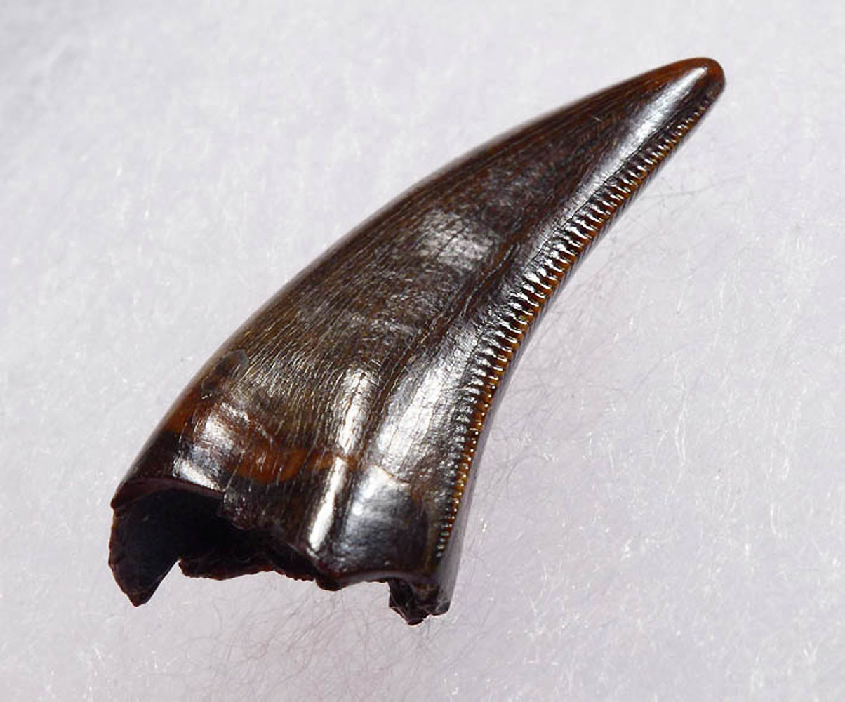 BABY TYRANNOSAURUS REX T REX TOOTH TREX TEETH
