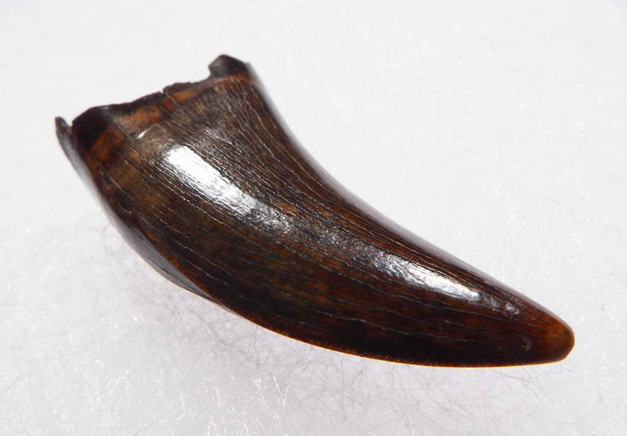 BABY TYRANNOSAURUS REX T REX TOOTH TREX TEETH