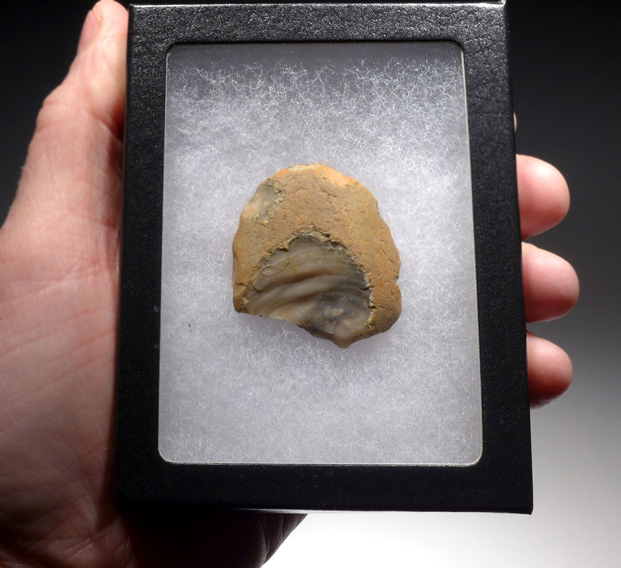 PREHISTORIC ENGLAND HOMO ANTECESSOR OLDOWAN PEBBLE TOOL SCRAPER FROM FAMOUS HAPPISBURGH FOOTPRINTS REGION  *PB153