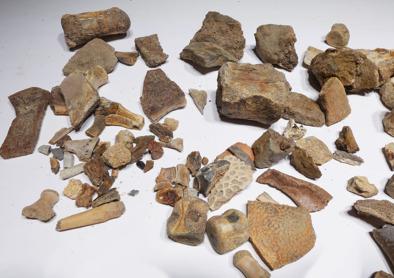 LARGE COLLECTION OF DINOSAUR AND OTHER REPTILE FOSSIL FRAGMENTS FROM HELL CREEK  *HELLCREEK1