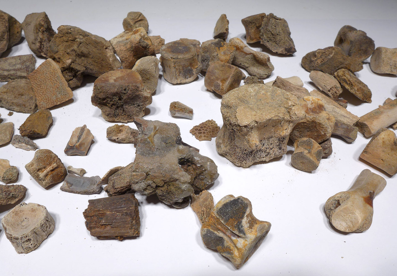 LARGE COLLECTION OF DINOSAUR AND OTHER REPTILE FOSSIL FRAGMENTS FROM HELL CREEK  *HELLCREEK1
