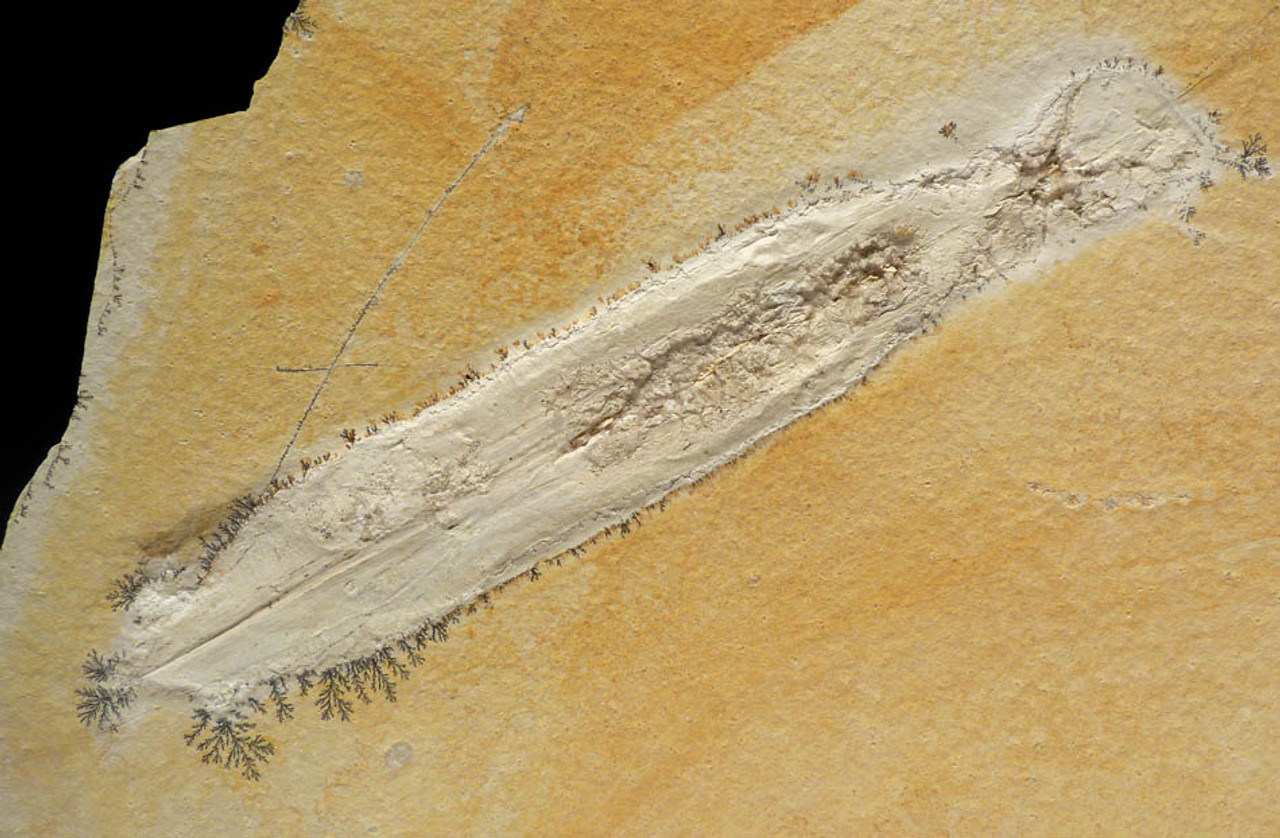 JURASSIC SQUID FOSSIL WITH CRYSTALLIZED MOUTH AND TENTACLES ON LARGE SOLNHOFEN LIMESTONE  *SQ007