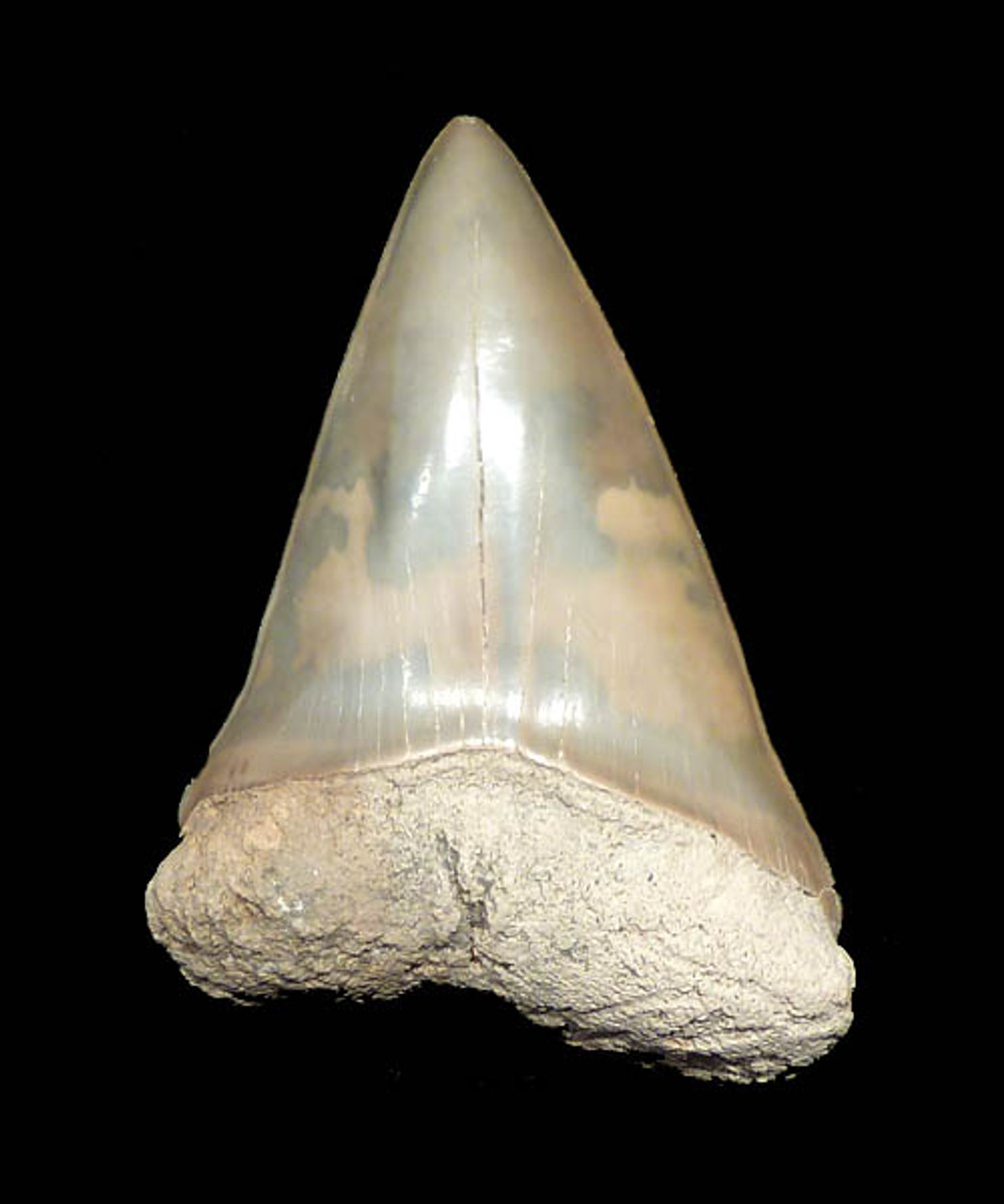 FINEST 2.2 INCH FOSSIL COSMOPOLITODUS BROAD TOOTHED MAKO SHARK TOOTH FROM LEE CREEK  *SHLX4