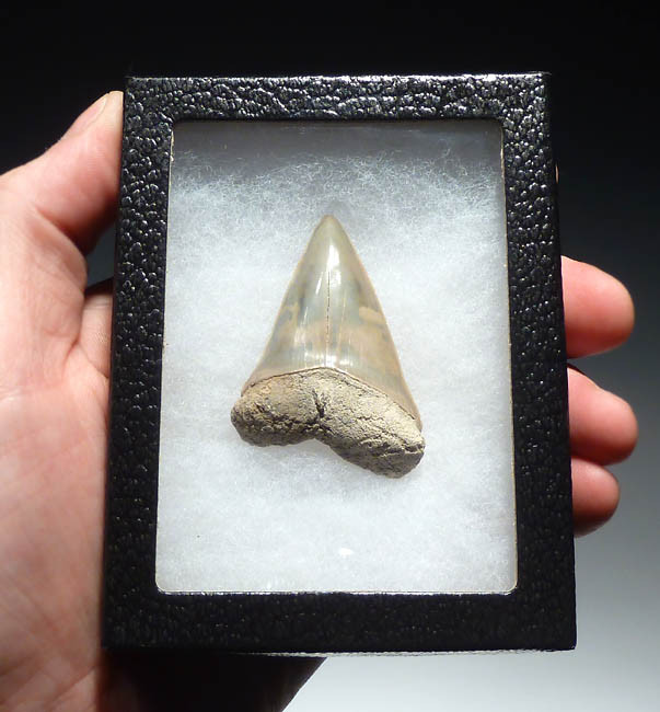 FINEST 2.2 INCH FOSSIL COSMOPOLITODUS BROAD TOOTHED MAKO SHARK