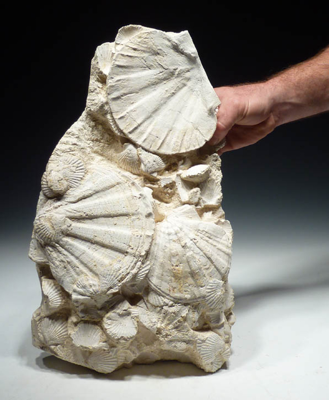 BIV017 - TOWERING FOSSIL GROUP OF PREHISTORIC MIOCENE GIANT SEA SCALLOPS WITH BABY SCALLOPS 
