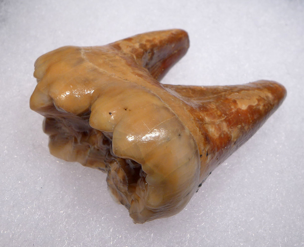 SUPREME LARGE AUSTRIAN CAVE BEAR FOSSIL MOLAR TOOTH WITH ROOT FROM THE FAMOUS DRACHENHOHLE DRAGONS CAVE *LM40-193