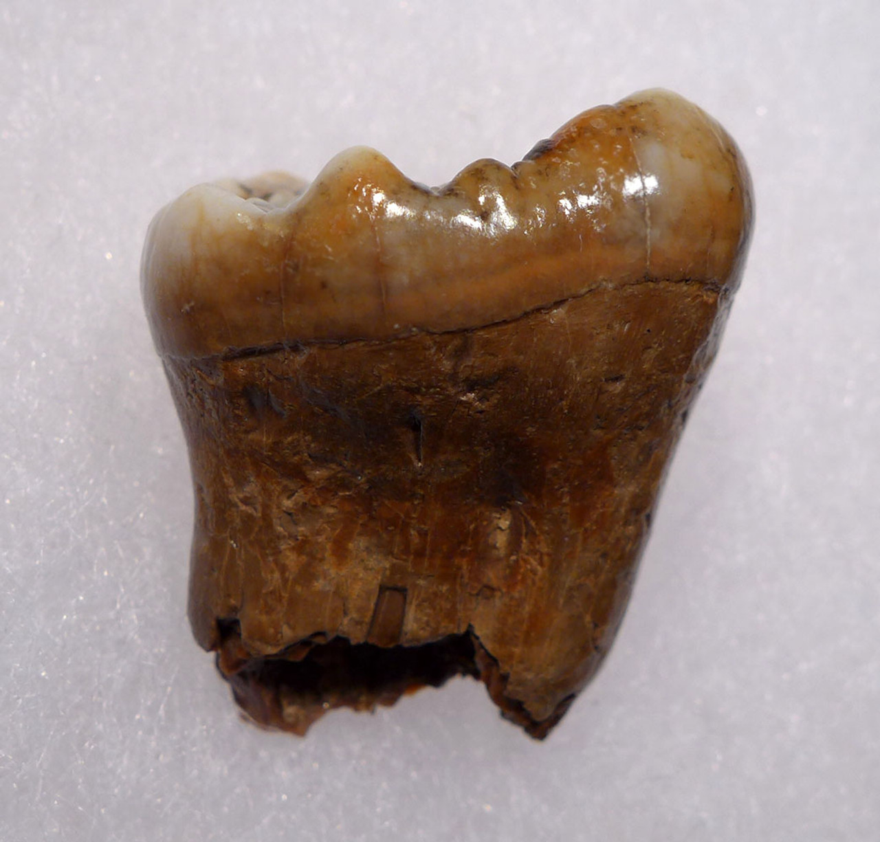 CHOICE AUSTRIAN CAVE BEAR FOSSIL MOLAR TOOTH WITH FULL ROOT FROM THE FAMOUS DRACHENHOHLE DRAGONS CAVE  *LM40-188