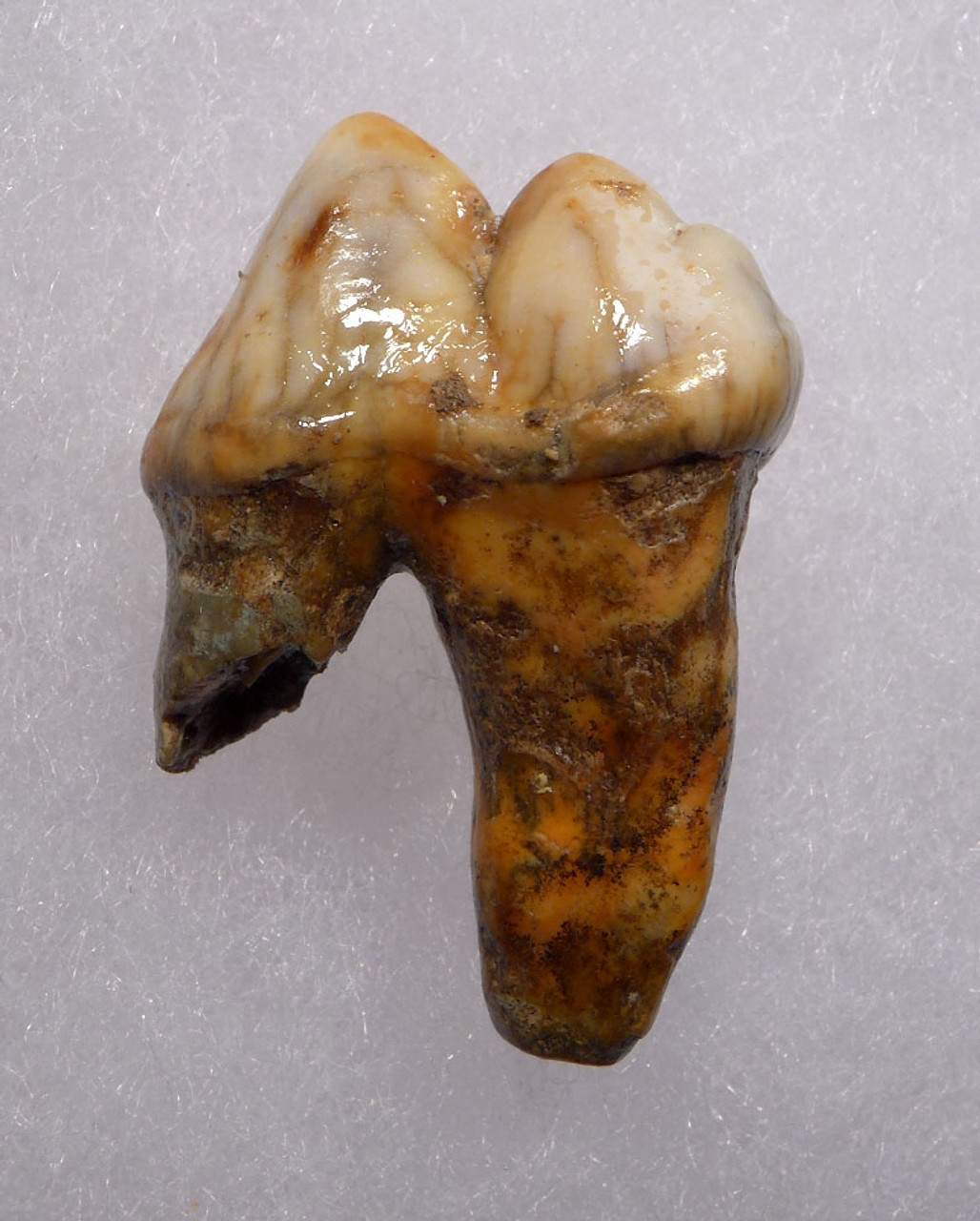 BEAUTIFUL CAVE BEAR FOSSIL MOLAR TOOTH FROM DRACHENHOHLE DRAGONS CAVE IN AUSTRIA  *LM40-197